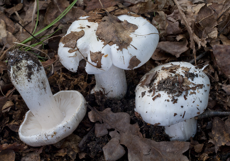 Tricholoma columbetta